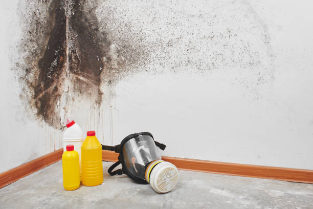 Best Office Mold Removal Services  in Lathrop, CA