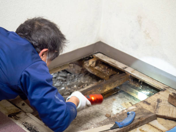 Office Mold Removal Services in Lathrop, CA