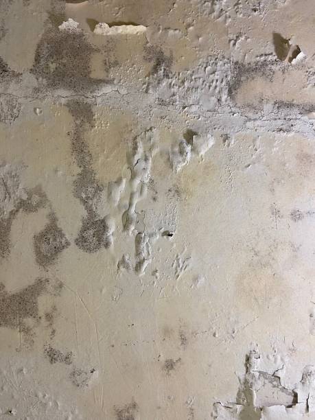 Best Commercial Mold Removal  in Lathrop, CA