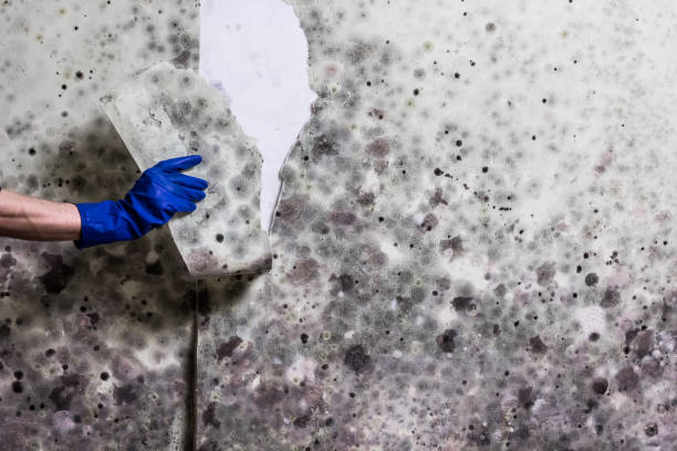 Best Professional Mold Removal  in Lathrop, CA
