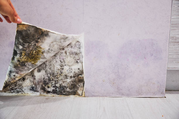 Best Commercial Mold Removal  in Lathrop, CA